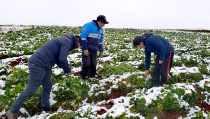 Cultivos se pierde en Maras