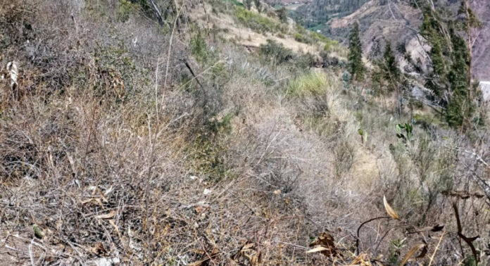 INCENDIO FORESTAL EN POSOCCOY 1