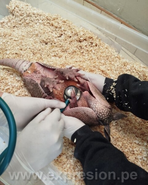 Armadillo1