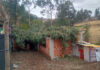 ÁRBOL DE EUCALIPTO CAE SOBRE DOS VIVIENDAS Y PROVOCA DAÑOS MATERIALES EN TAPAYA