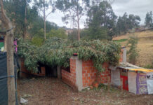 ÁRBOL DE EUCALIPTO CAE SOBRE DOS VIVIENDAS Y PROVOCA DAÑOS MATERIALES EN TAPAYA
