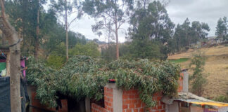 ÁRBOL DE EUCALIPTO CAE SOBRE DOS VIVIENDAS Y PROVOCA DAÑOS MATERIALES EN TAPAYA