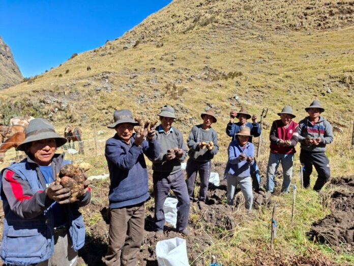 INIA COSECHA MÁS DE 9 MIL SEMILLAS 2