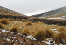NEVADAS CUBREN ZONAS ALTAS DE APURÍMAC Y ALERTAN POR DESCENSO DE TEMPERATURAS