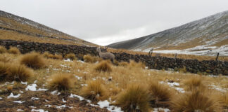 NEVADAS CUBREN ZONAS ALTAS DE APURÍMAC Y ALERTAN POR DESCENSO DE TEMPERATURAS