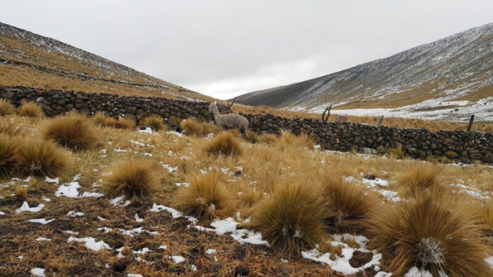 NEVADAS CUBREN ZONAS ALTAS
