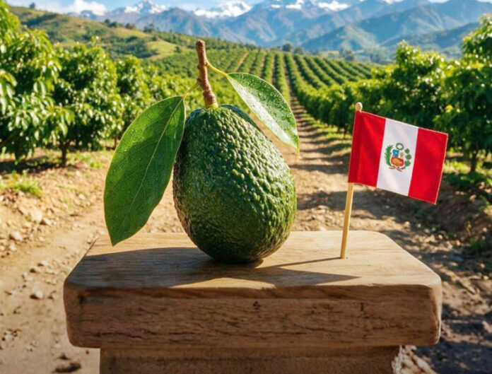 PALTA PERUANA SUPERA