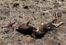 DENUNCIAN PRESUNTA CONTAMINACIÓN MINERA Y MUERTE DE ANIMALES EN PAMPACHIRI