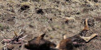 DENUNCIAN PRESUNTA CONTAMINACIÓN MINERA Y MUERTE DE ANIMALES EN PAMPACHIRI