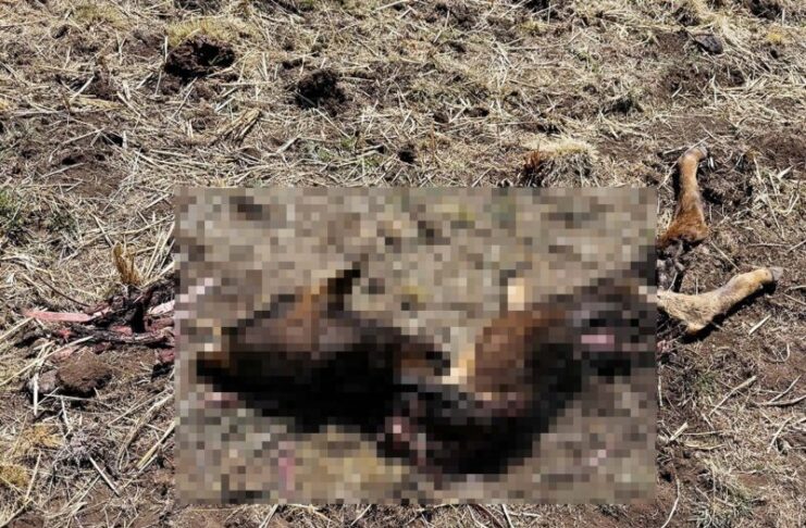 DENUNCIAN PRESUNTA CONTAMINACIÓN MINERA Y MUERTE DE ANIMALES EN PAMPACHIRI