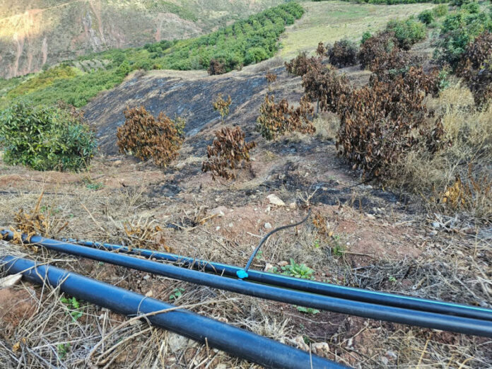 PRESUNTO ACTO CONTRA PLANTONES4