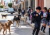 PERROS SIN SUPERVISIÓN RECORREN LAS CALLES DE ANDAHUAYLAS Y GENERAN PREOCUPACIÓN