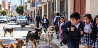 PERROS SIN SUPERVISIÓN RECORREN LAS CALLES DE ANDAHUAYLAS Y GENERAN PREOCUPACIÓN