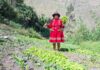 MIDAGRI: PERUANA RITA PARCCO RECIBE RECONOCIMIENTO DE LA FAO COMO UNA DE LAS 100 MUJERES HEROÍNAS EN EL MUNDO