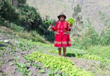 MIDAGRI: PERUANA RITA PARCCO RECIBE RECONOCIMIENTO DE LA FAO COMO UNA DE LAS 100 MUJERES HEROÍNAS EN EL MUNDO