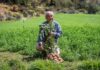 PERUANOS QUE SUMAN: RÓMULO ZAMORA GUILLÉN, UN AGRICULTOR APASIONADO POR EL CAMPO EN ANDAHUAYLAS