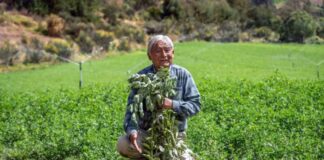 PERUANOS QUE SUMAN: RÓMULO ZAMORA GUILLÉN, UN AGRICULTOR APASIONADO POR EL CAMPO EN ANDAHUAYLAS