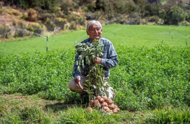 PERUANOS QUE SUMAN: RÓMULO ZAMORA GUILLÉN, UN AGRICULTOR APASIONADO POR EL CAMPO EN ANDAHUAYLAS